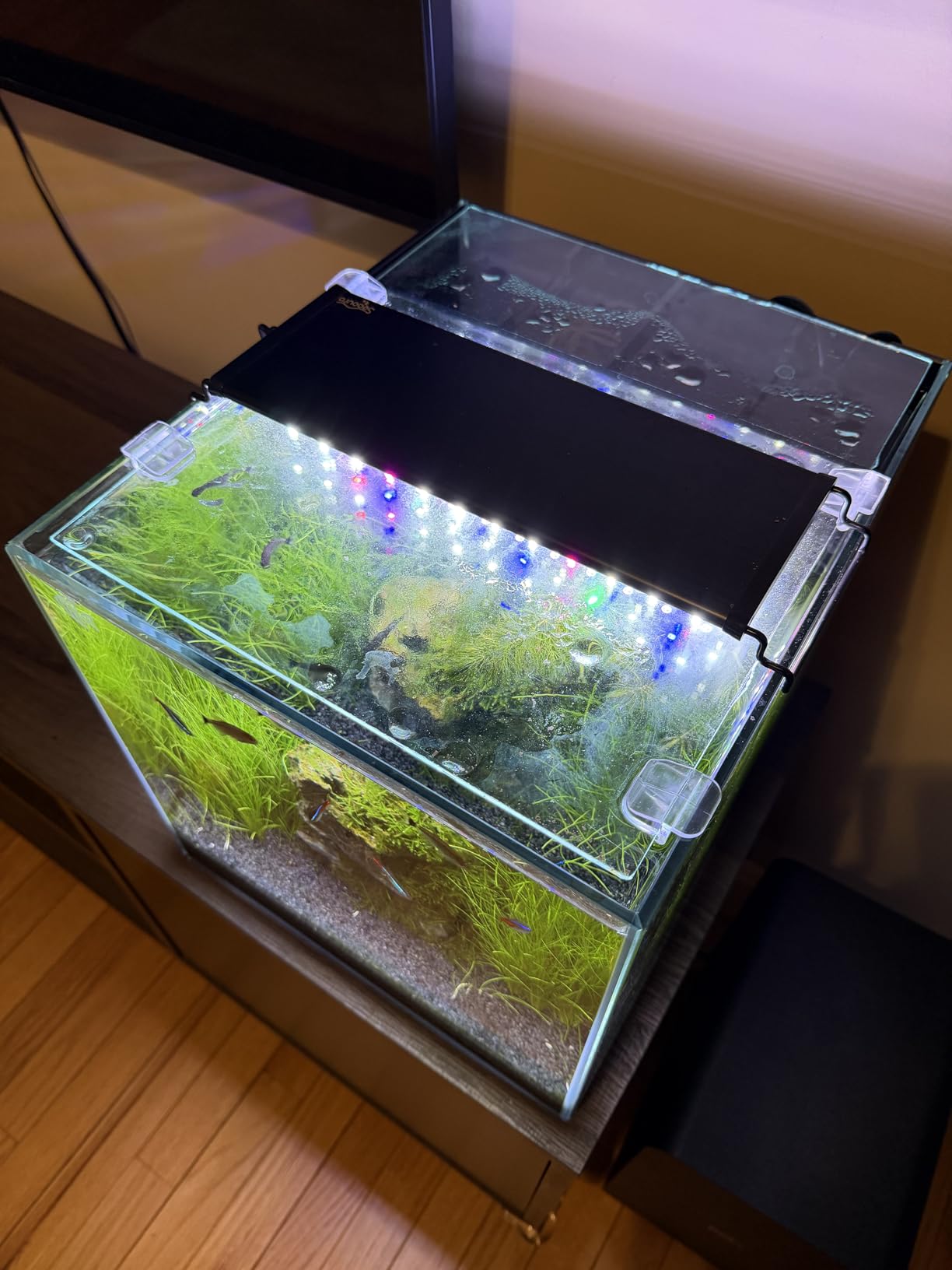 Coralland 8-Gallon Saltwater Aquarium - Ultra Clear Low Iron Glass, 45° Angled Joint Design, Crystal Clear Viewing, Perfect for Marine Fish & Reef Tanks & Freshwater customer photo 2