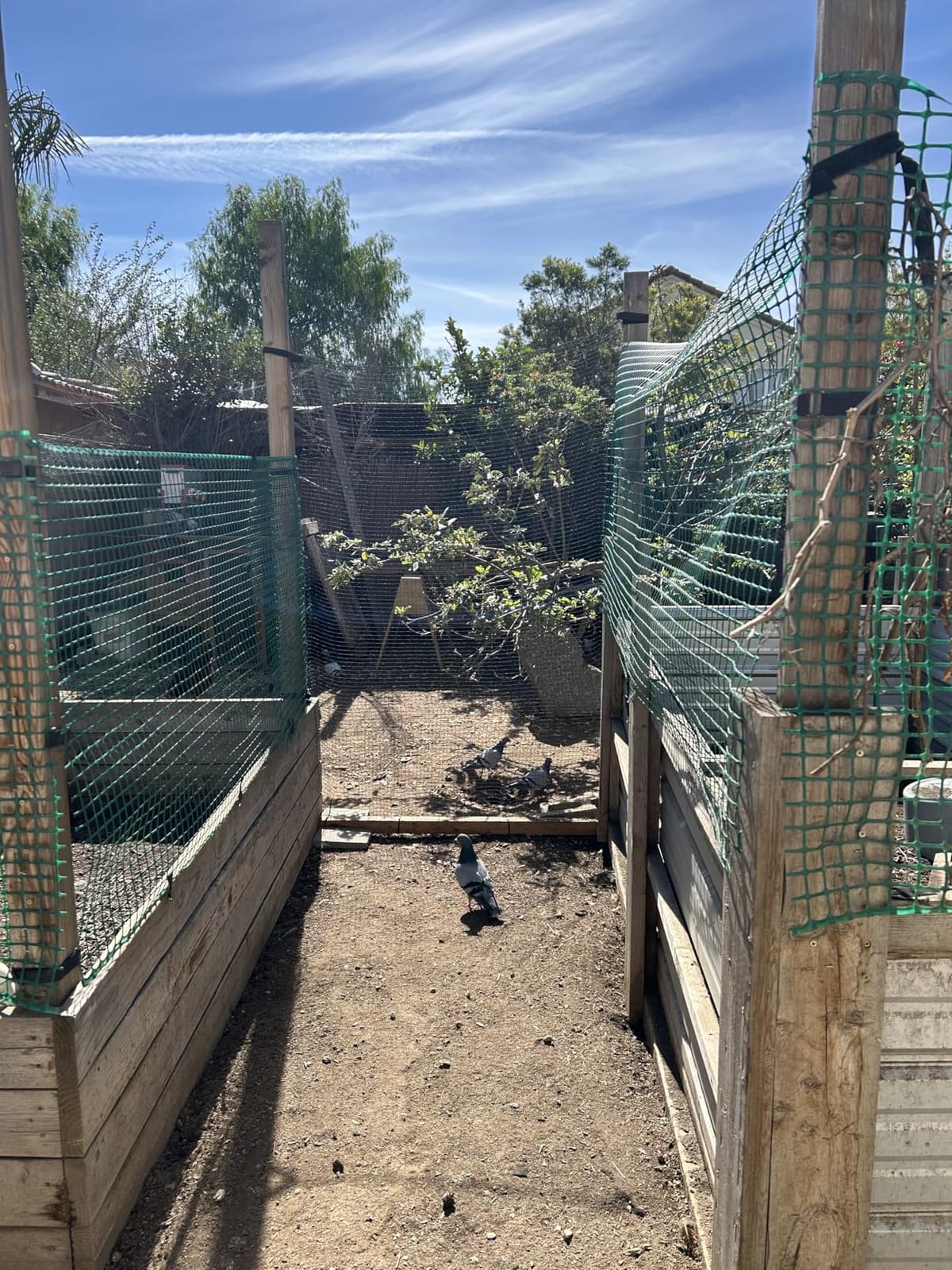 Deer Fence Netting,Plastic Mesh Fence 6.5x50ft,Reinforced Edges 55gsm Heavy Duty Animal Barrier,Ideal for Garden Netting,Against Bird,Temporary Fence,Fruit Plant Protection,Black customer photo 1
