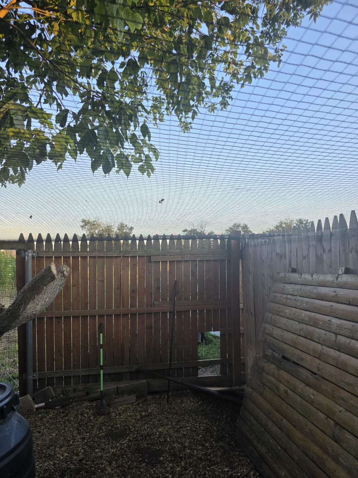 Deer Fence Netting,Plastic Mesh Fence 6.5x50ft,Reinforced Edges 55gsm Heavy Duty Animal Barrier,Ideal for Garden Netting,Against Bird,Temporary Fence,Fruit Plant Protection,Black customer photo 2