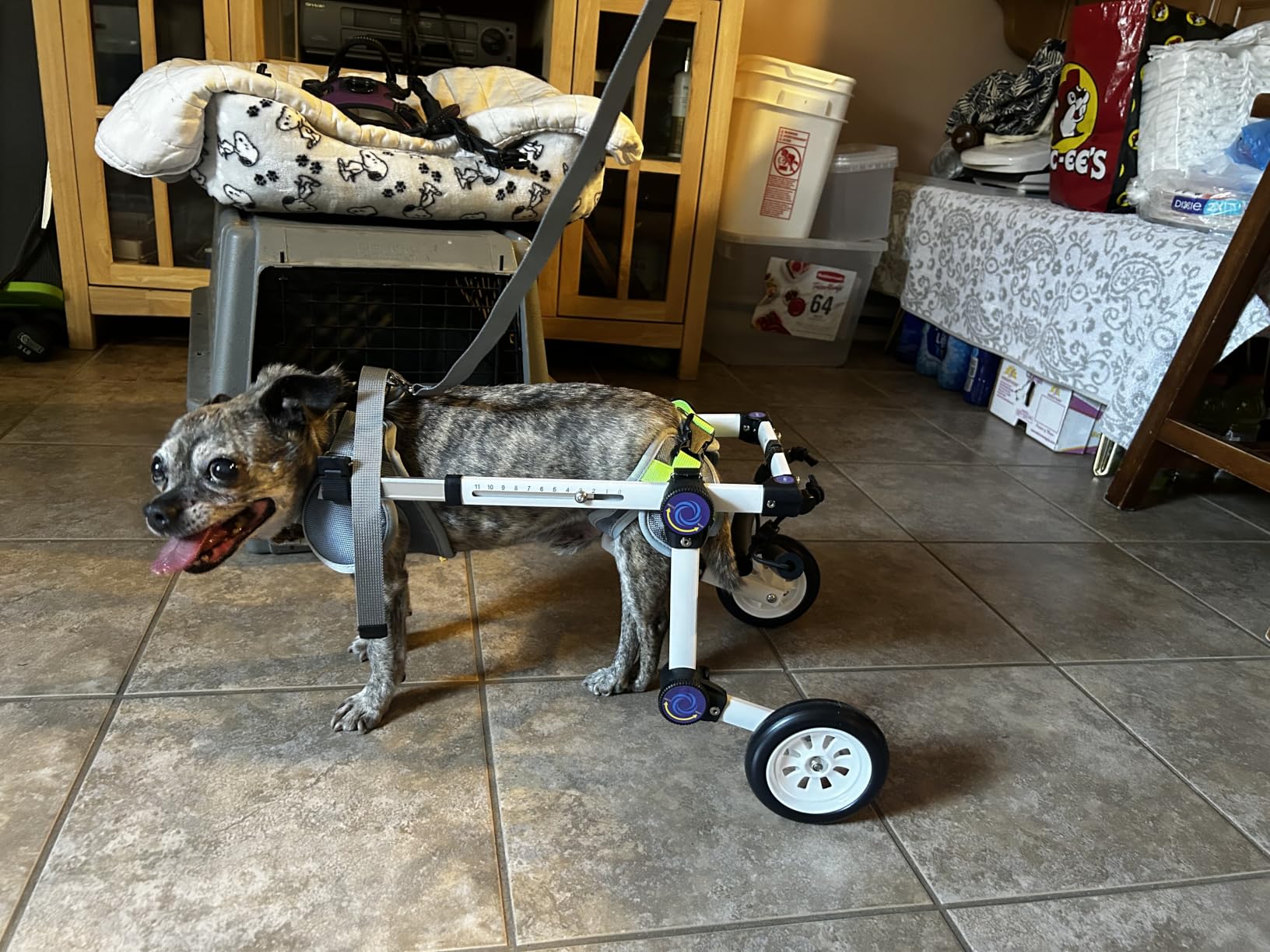 Dog Wheelchair for Back Legs, Adjustable Mobility Cart for Dog | Lightweight Hind Leg Support Wheelchair for Disabled Dog, Stable Cart Helps Walking, Exercise & Mobility customer photo 1
