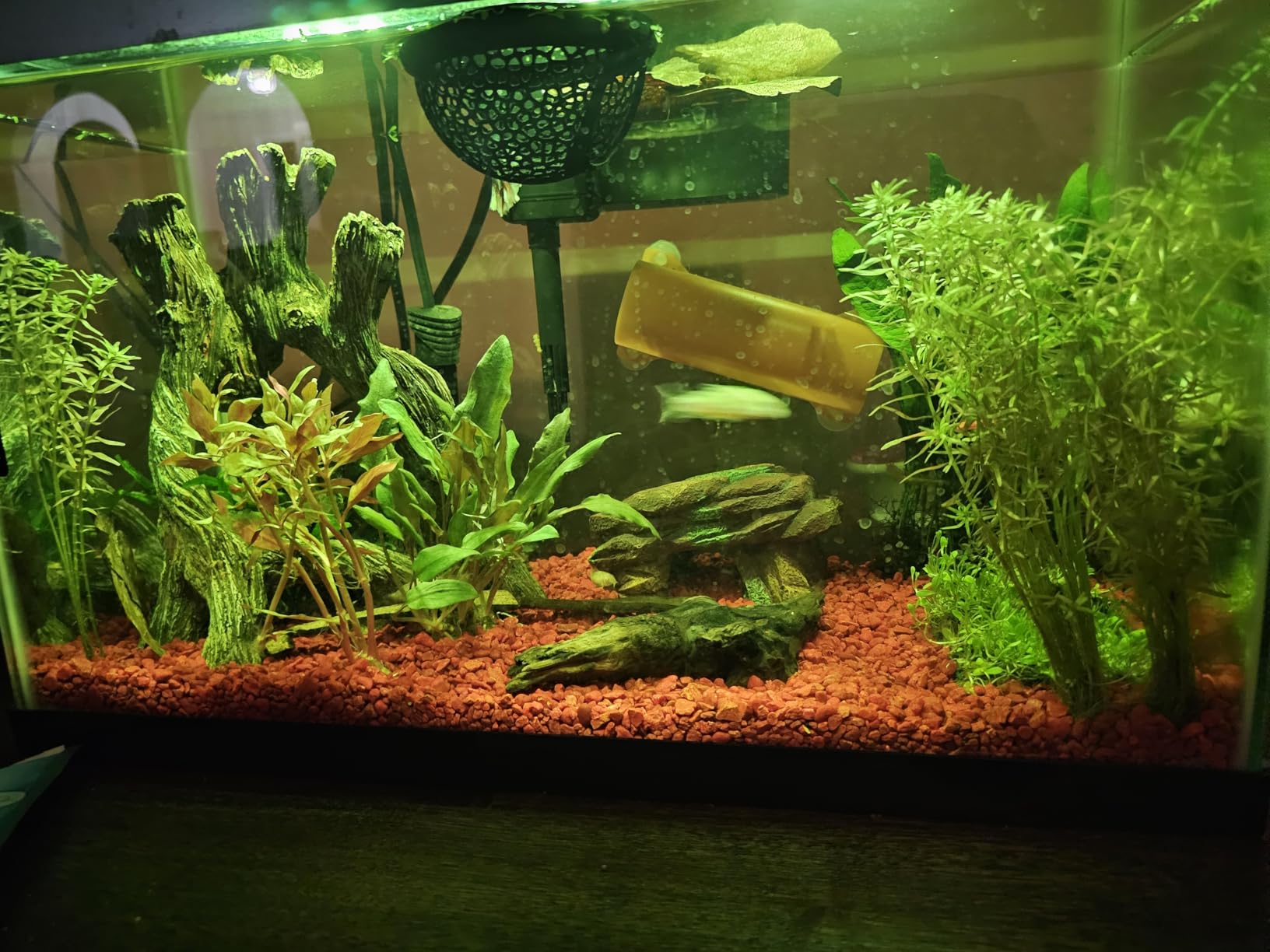 Aqueon Aquarium Starter Kit with Smart Clean Filtration and LED Lighting, Freshwater and Saltwater Fish, 20-Gallon customer photo 2