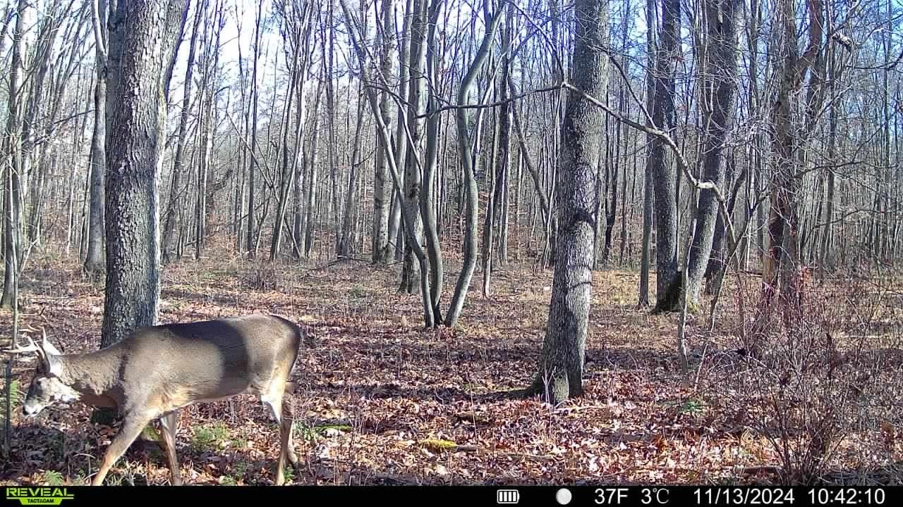 TACTACAM Reveal X 3.0 2-Pack Cellular Trail Camera customer photo 1