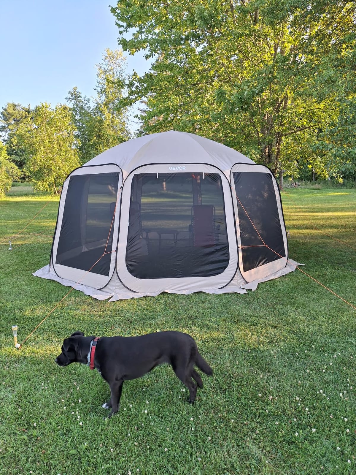 VEVOR Screen House Tent 6x6FT Pop-Up Screen Tent for 4–6 Person, Portable Screen Room Gazebo with Netting, Carry Bag & Ground Stakes, Instant Screen Canopy for Patio Backyard Garden Camping customer photo 1