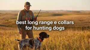 best long range e collars for hunting dogs