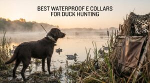 best waterproof e collars for duck hunting
