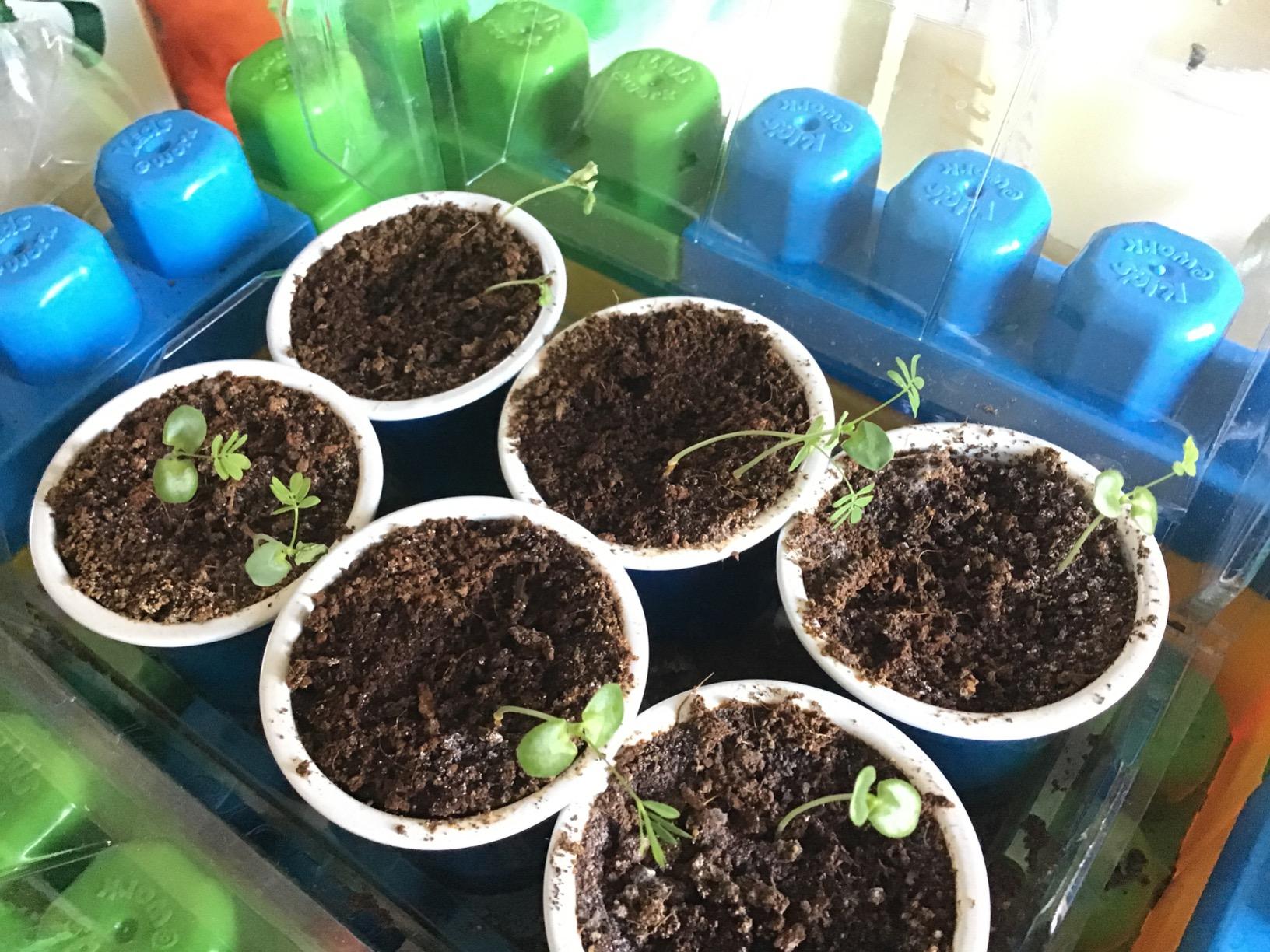 TickleMe Plant Deluxe Family Greenhouse Kit - Grow the Playful Plant that Closes Its Leaves When Tickled! Includes Mini Greenhouse, 3 Seed Packets, Soil Pellets & Pots - Fun Indoor Gardening Gift customer photo 1