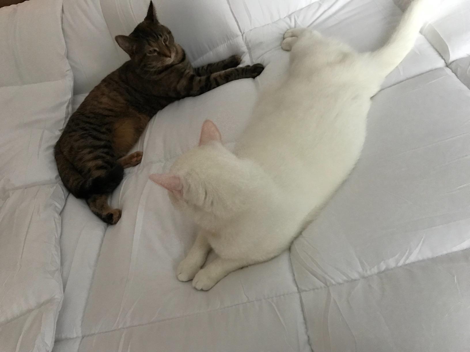 Utopia Bedding Queen Insert customer photo 1