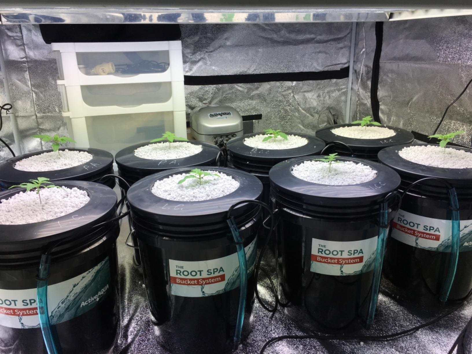 Hydrofarm RS5GALSYS Root Spa Deep Water Culture Bucket System, 5 Gallon, black customer photo 1