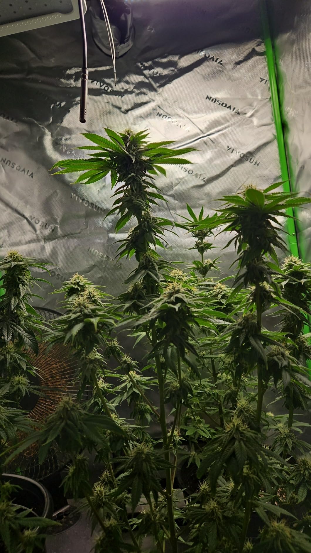 Humboldts Secret Starter Kit Pack, Plant Fertilizer & Hydroponic Nutrients customer photo 2