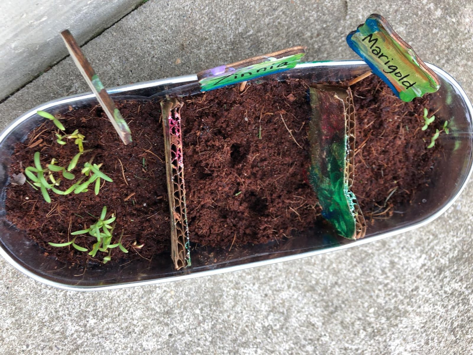 Paint & Plant Flower Growing Kit for Kids - Fun Gardening Kits - Gift Ideas customer photo 2