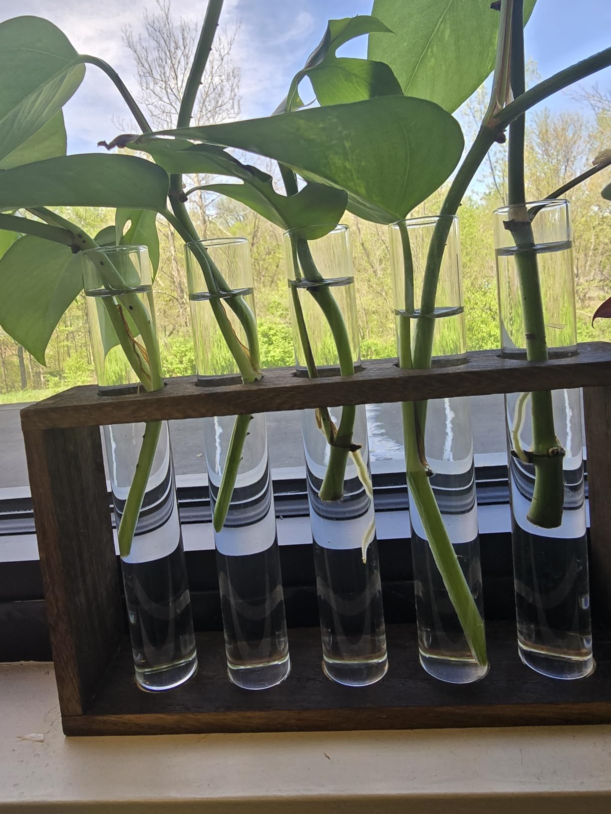 XXXFLOWER 5Test Tube Plant Propagation Station Plant Terrarium Wooden Stand customer photo 1