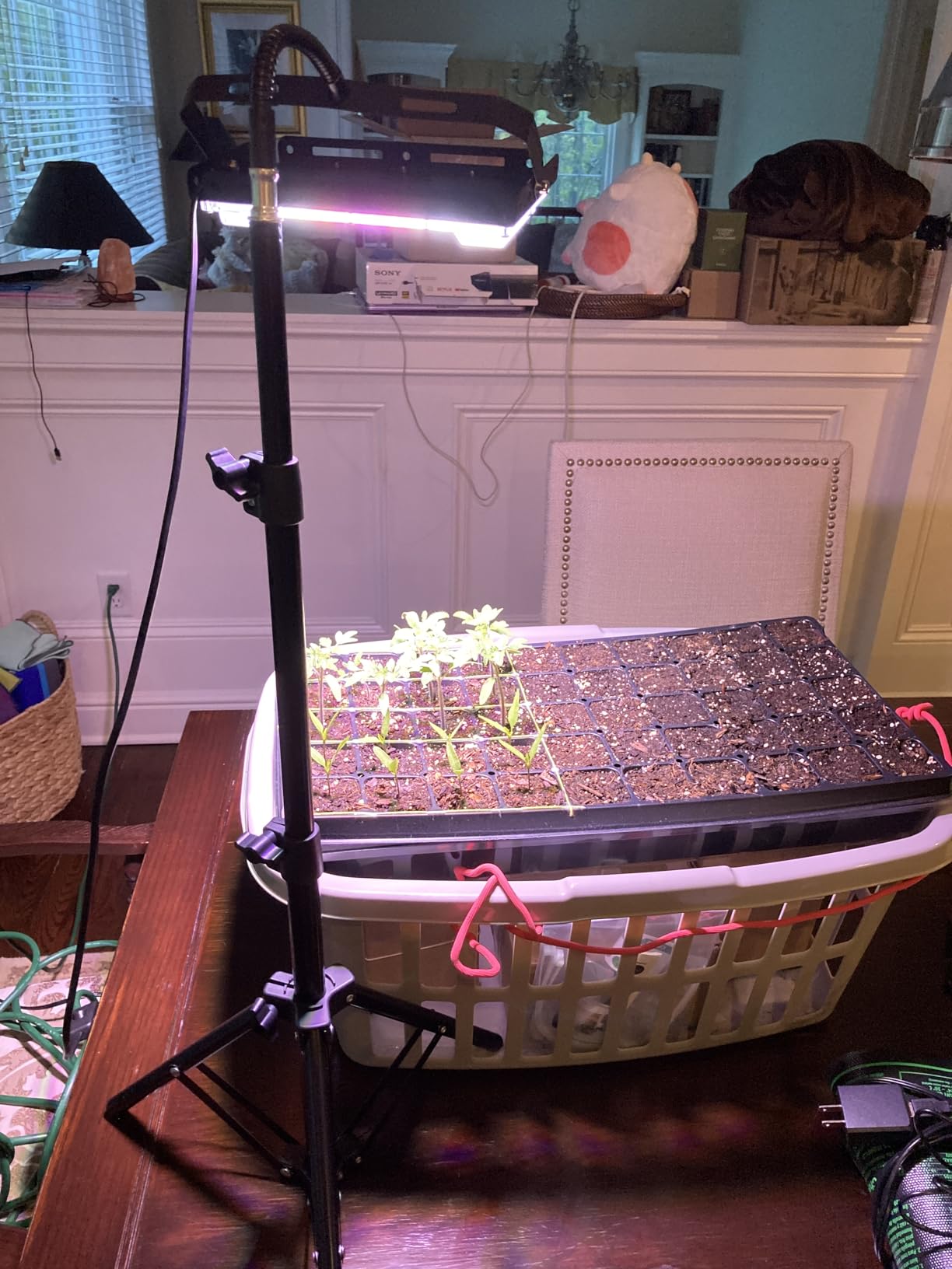 LBW Grow Light with Stand, Full Spectrum Grow Lights for Indoor Plants customer photo 2