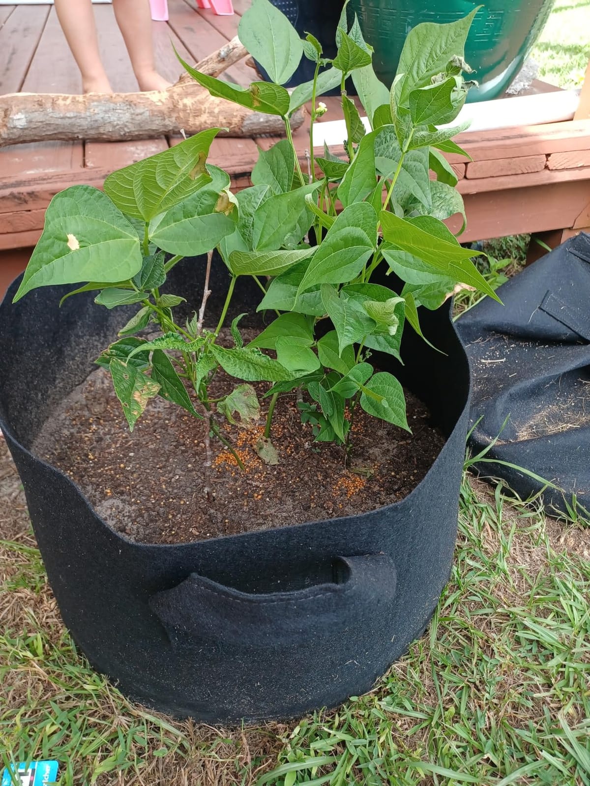 Back to the Roots Kids Science Grow Kit - 2 pk Bean and Watermelon customer photo 2