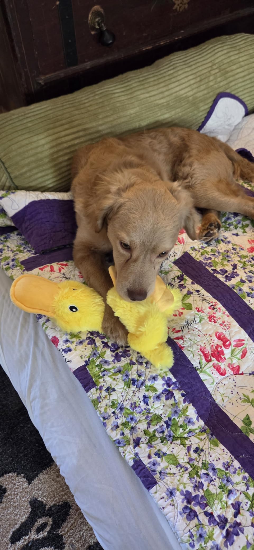 Best Pet Supplies Interactive Squeaky Dog Toy - Crinkle Duck, Yellow customer photo 1