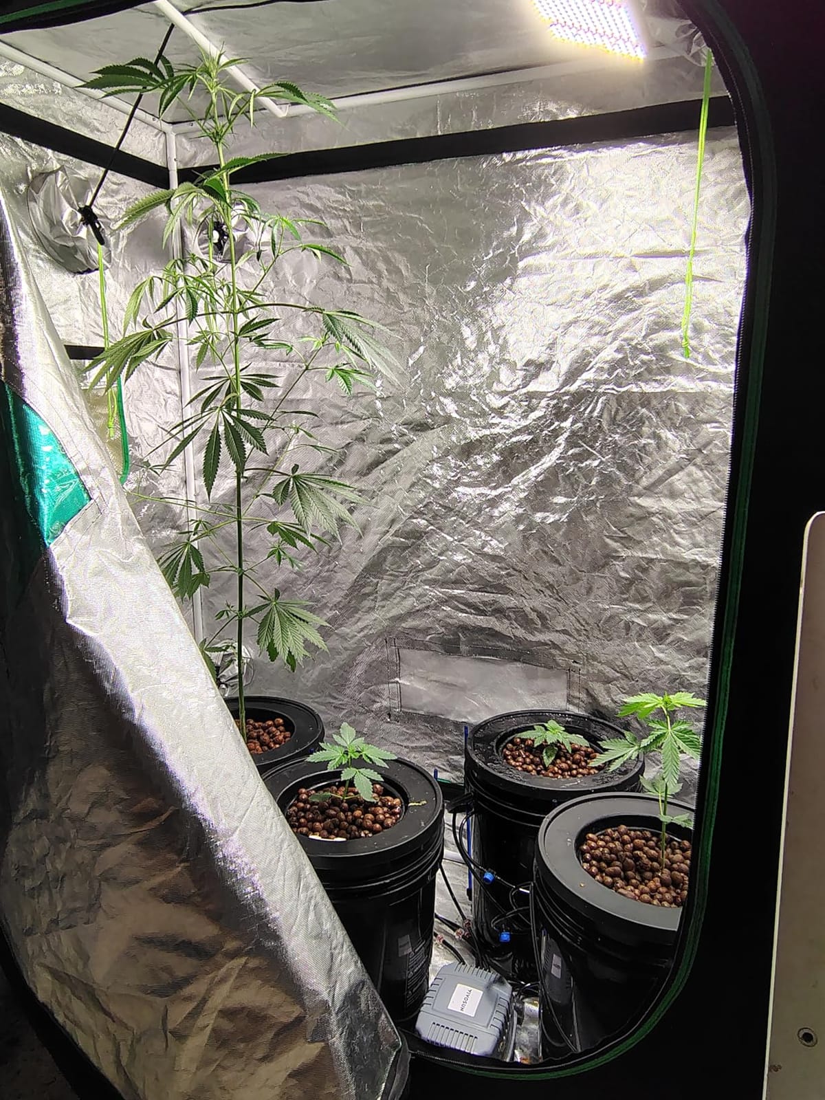 VIVOSUN DWC Hydroponics Grow System with Top Drip Kit 1 Bucket customer photo 1