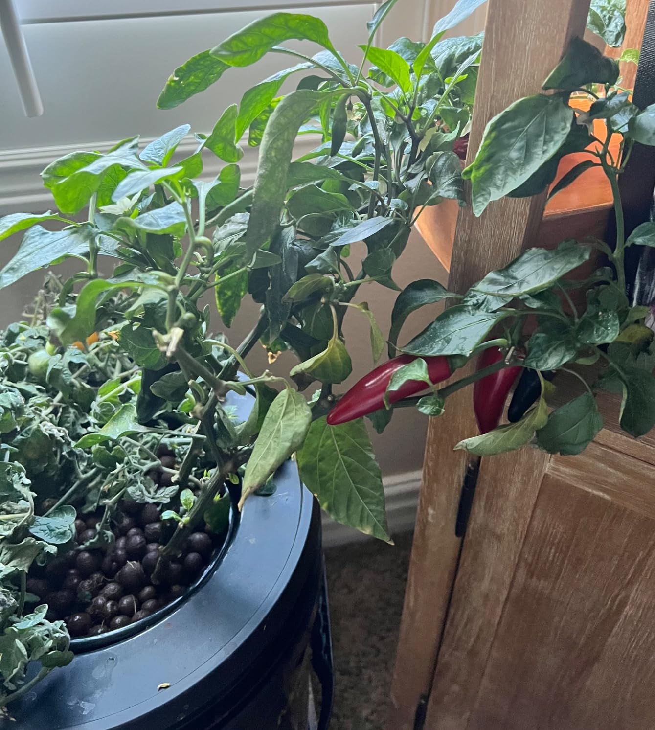VIVOSUN DWC Hydroponics Grow System with Top Drip Kit 1 Bucket customer photo 2