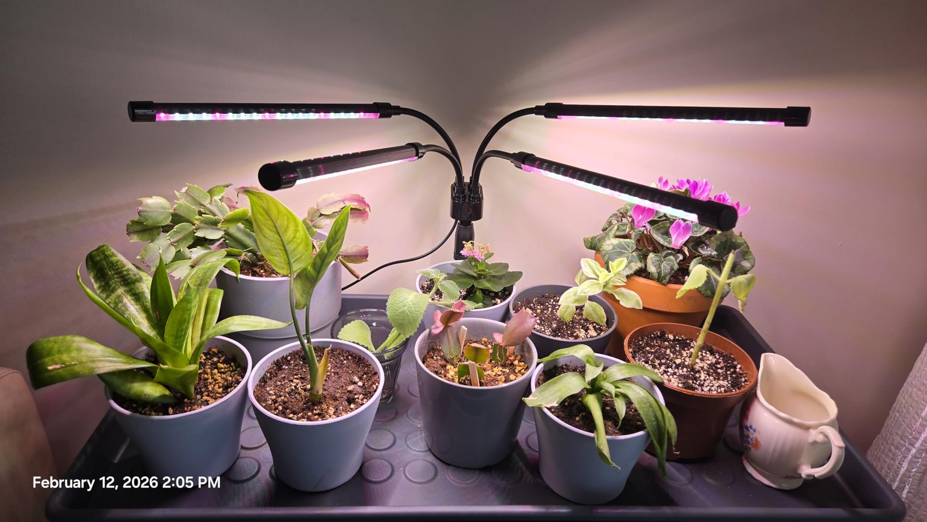 SYEIORAOM Grow Lights for Indoor Plants, Four Head LED Grow Light with Full Spectrum, Red White Spectrum for Indoor Plant Lamp, Adjustable Gooseneck, Suitable for Vegetation customer photo 1