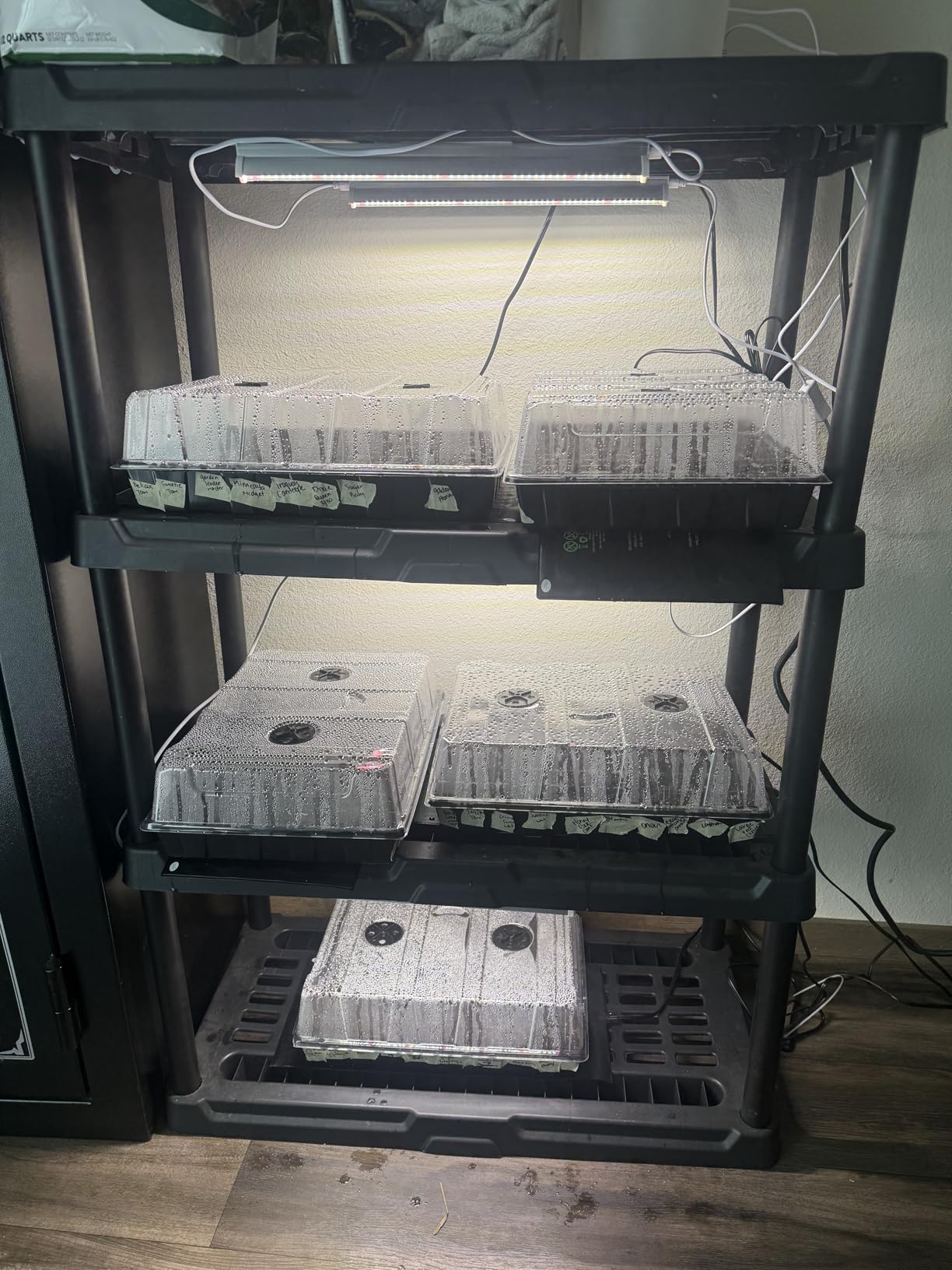 T5 Grow Lights for Seed Starting, 10W x2, Grow Lights for Indoor Plants customer photo 2