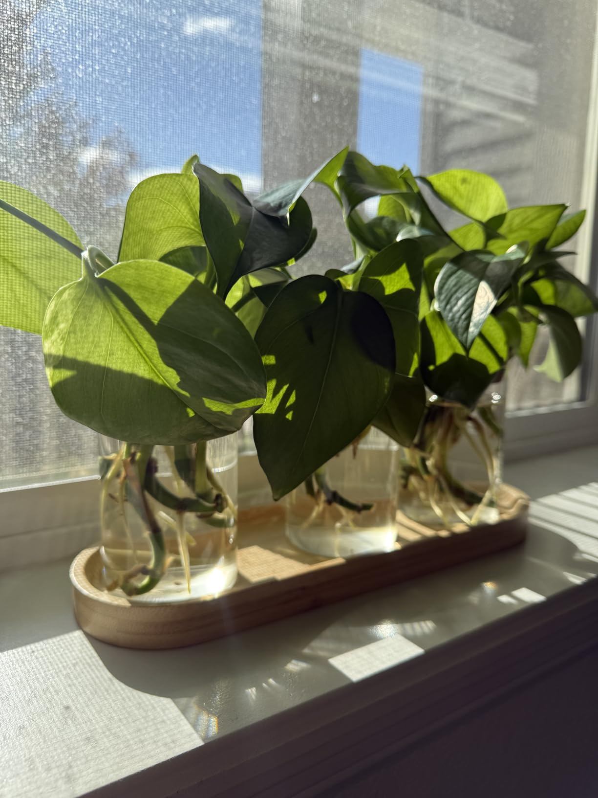 Dahey Plant Propagation Stations, 3 Pcs Glass Vases with Wooden Stand & Lid customer photo 2