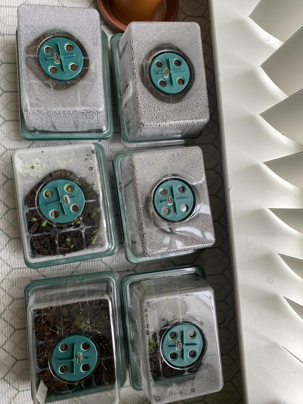 YAUNGEL Seed Starter Tray with Grow Light, 6 Pack Seed Starter Kit with Timing Controller Adjustable Brightness, Thicken Seedling Starter Trays with Humidity Domes Heightened Lids, Gift Box customer photo 1