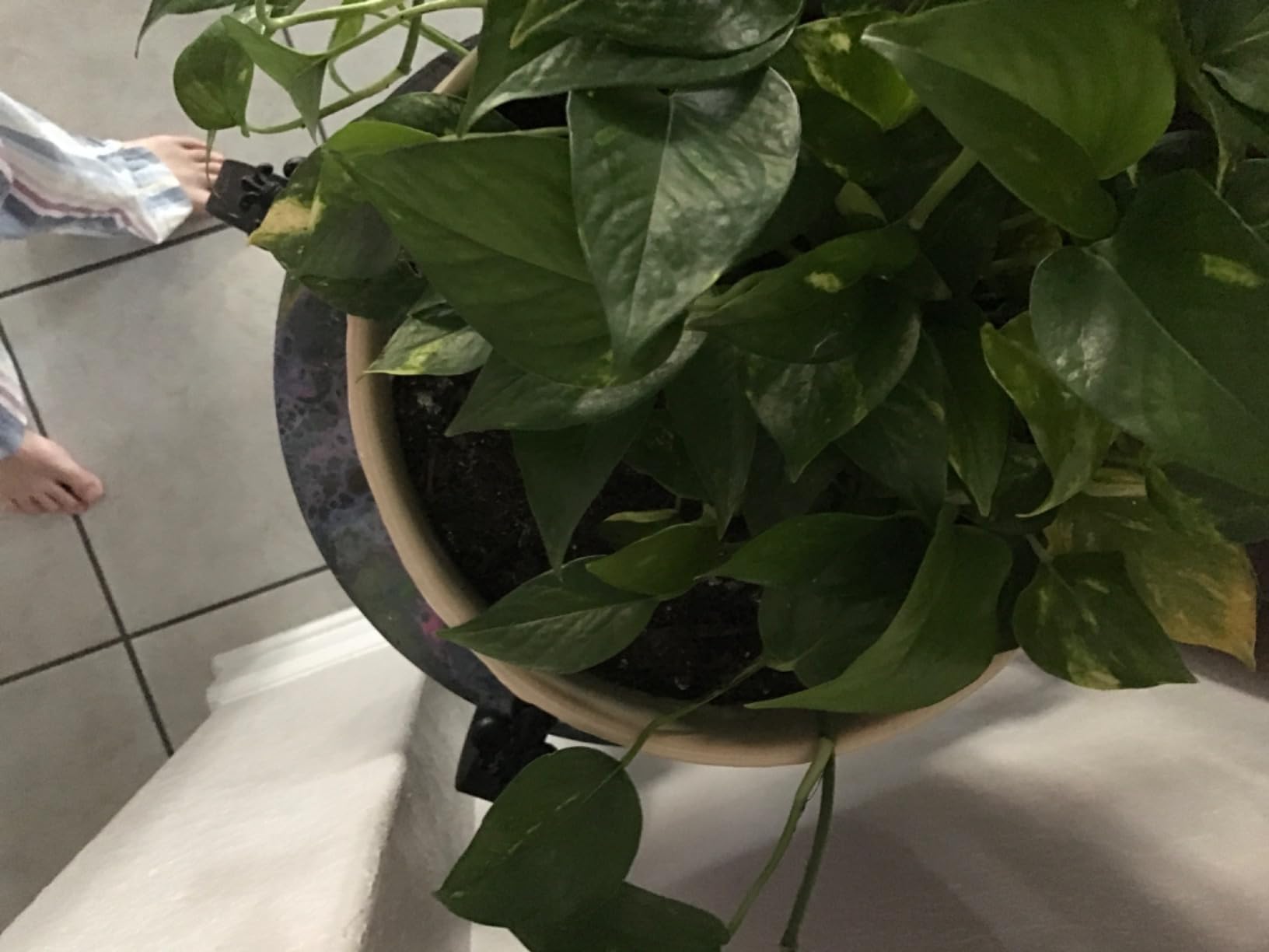 SANSI Grow Lights for Indoor Plants, Pot Clip-On Plant Light, 2-Pack customer photo 1