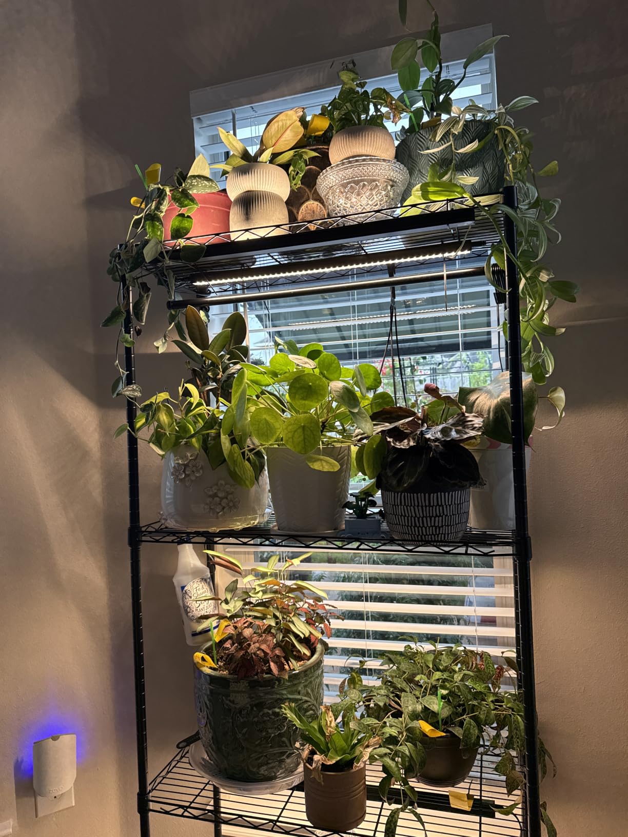 Barrina T5 Grow Lights for Indoor Plants, Full Spectrum, 1ft 5000K, 4 Packs customer photo 1