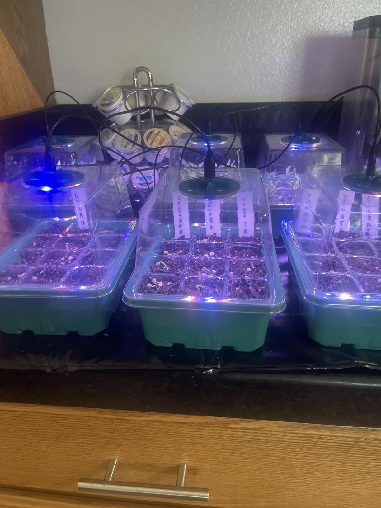 Seed Starter Trays with Grow Lights and Heat Mat, 72 Cells Seed Starter Kit with Lights, 3 Lighting Mode, 4 Timing Set, Germination Kit for Seed Starting Trays with High Humidity Control Domes customer photo 1
