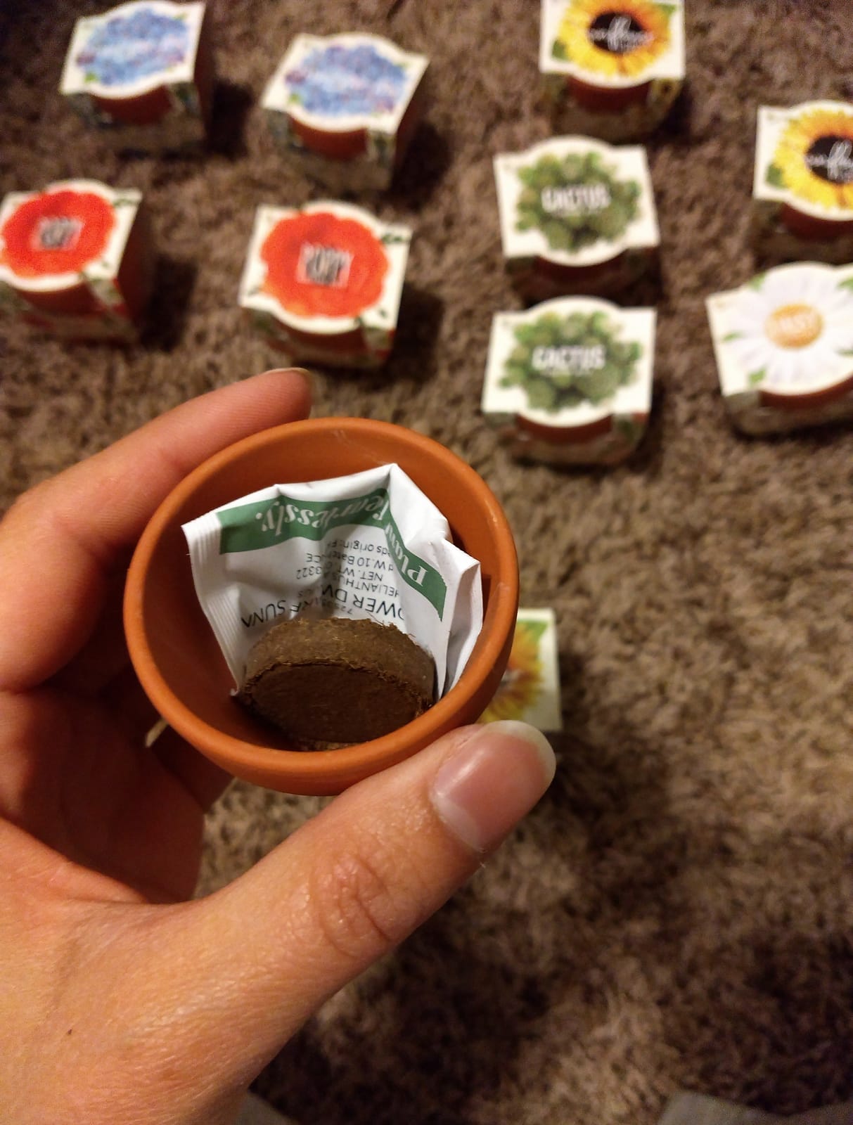 BUZZY Seeds Sunflower Grow Kit 12-Pack, Terracotta Pots, Indoor Garden customer photo 1