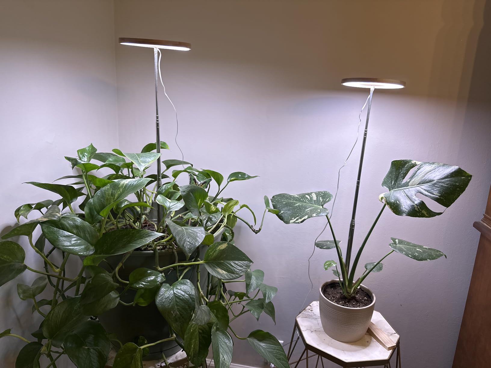 Grow Lights for Indoor Plants Growing, Full Spectrum LED, Clip on customer photo 1