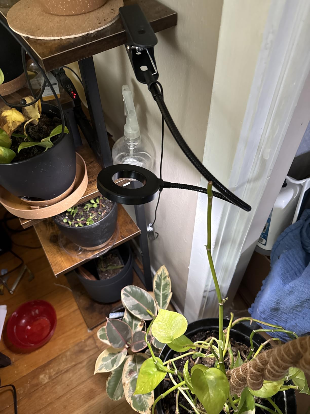 Grow Lights for Indoor Plants Growing, Full Spectrum LED, Clip on customer photo 2
