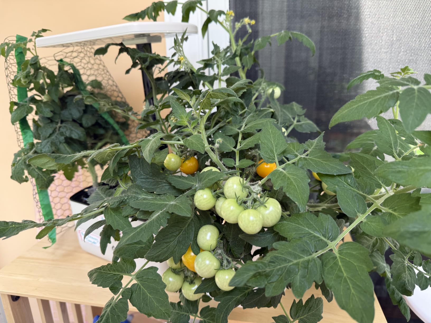 AeroGarden Harvest Lite, Cream customer photo 1