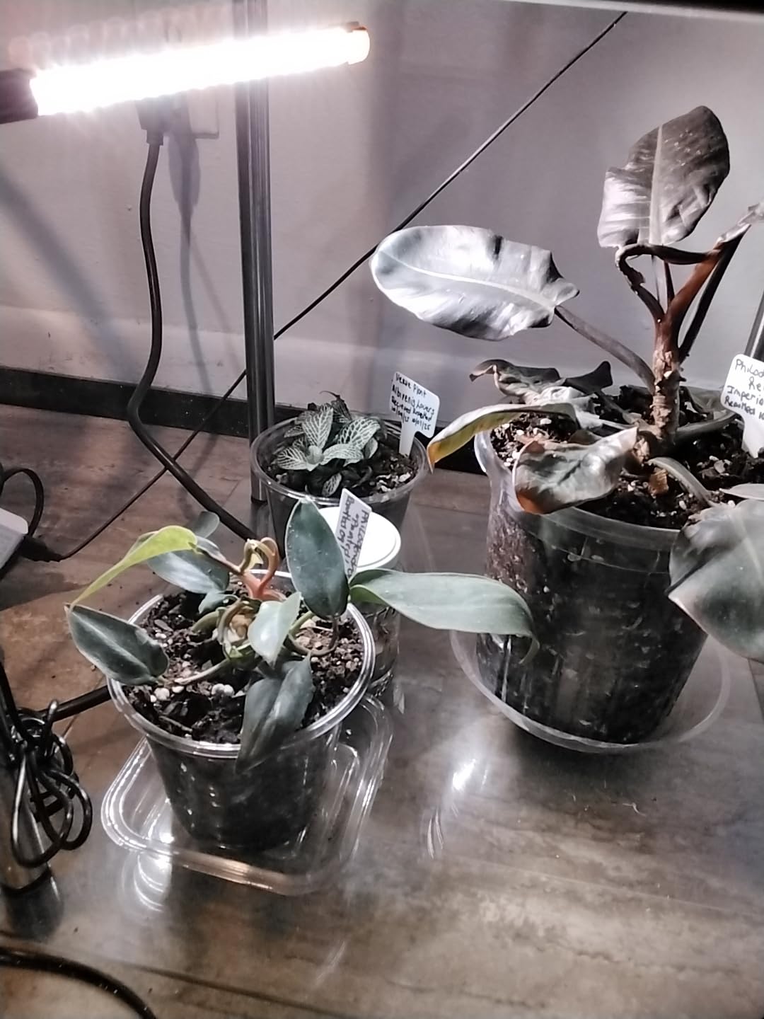 FECiDA 36W Strong Clip Grow Light for Indoor Plant, Seed Starting, Seedling customer photo 1