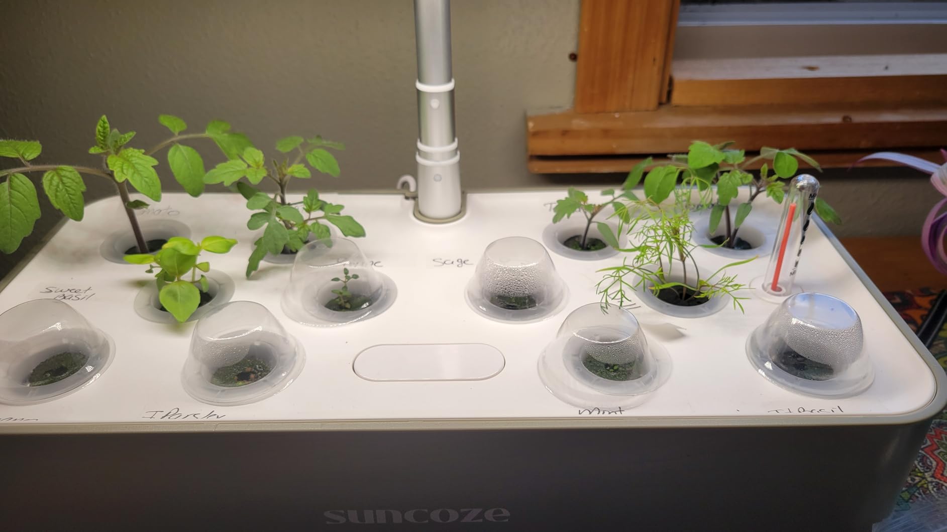 SUNCOZE Hydroponics Growing System, Compact 12 Pods Indoor Garden, Green customer photo 2