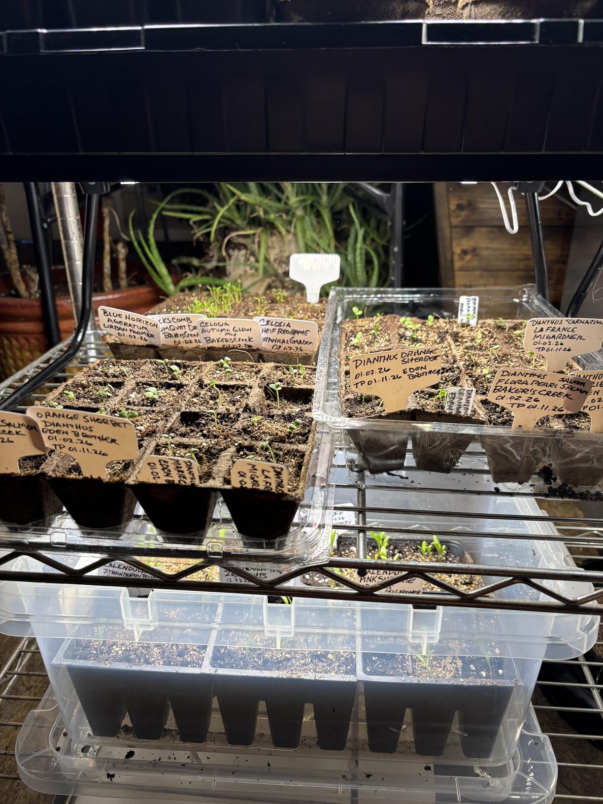 SDOVUERC Full Spectrum Grow Panel Lights for Indoor Plants and Shelves. customer photo 2