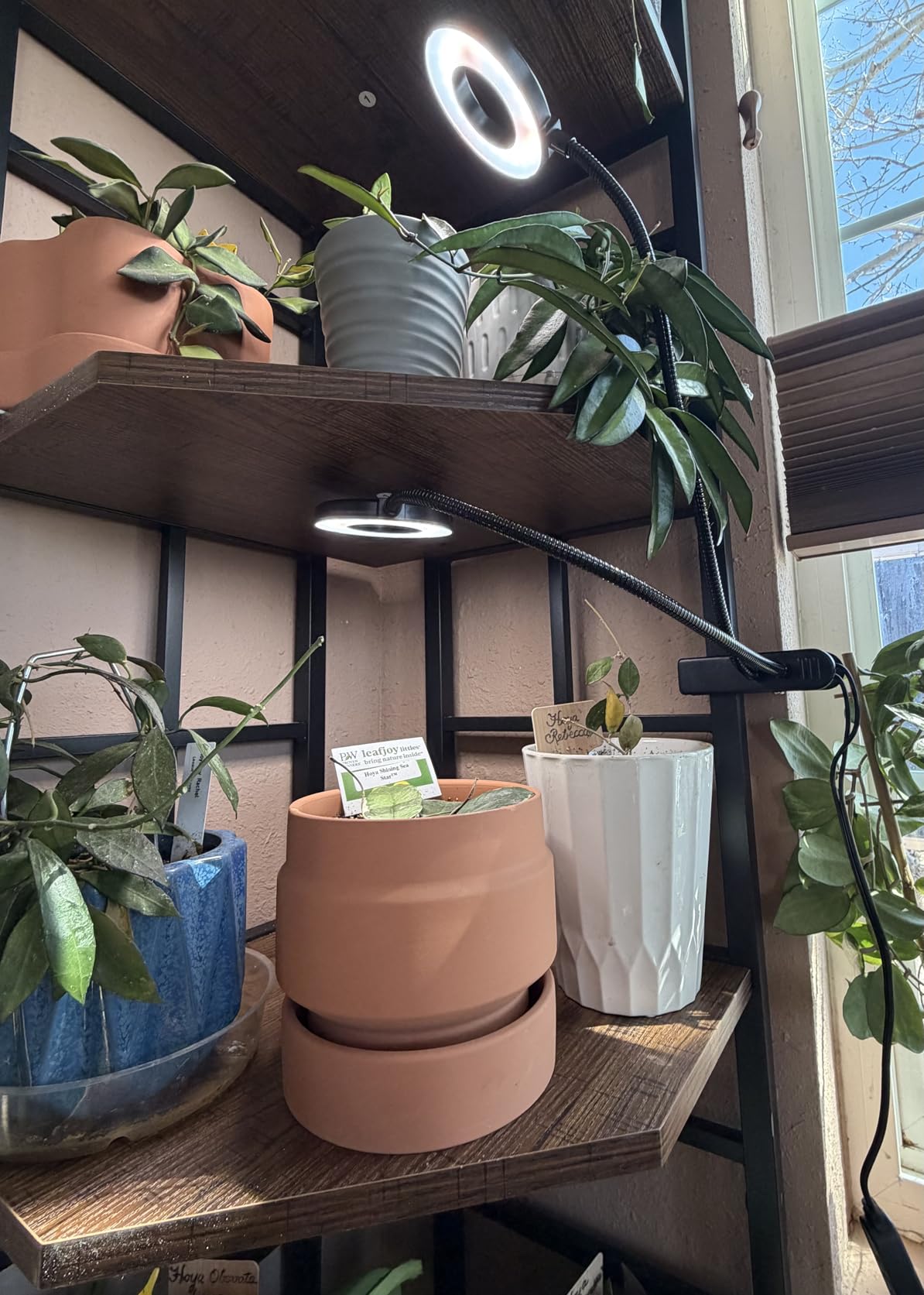 Grow Lights for Indoor Plant, Upgrade 96 LEDs Clip On Plant Lights customer photo 1