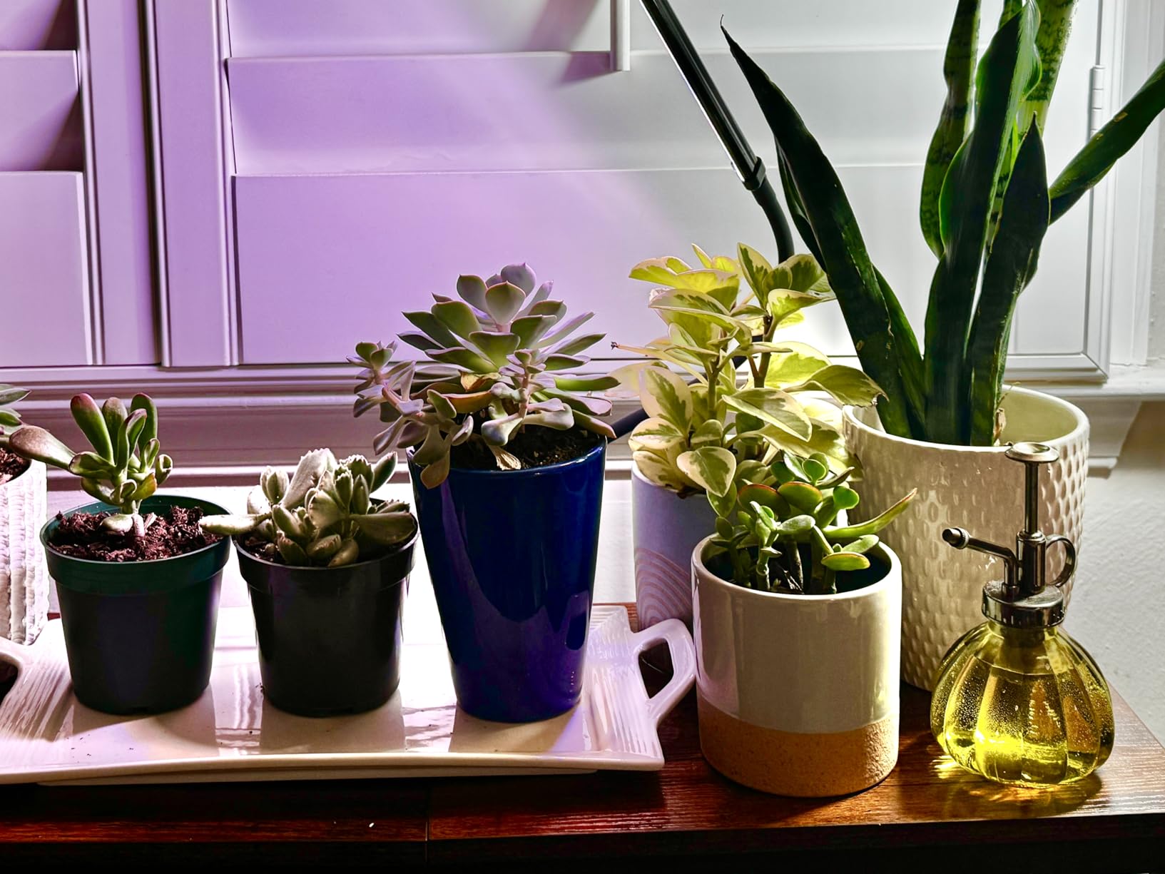 Grow Lights for Indoor Plants, Clip-On LED Clamp, Single Head customer photo 1