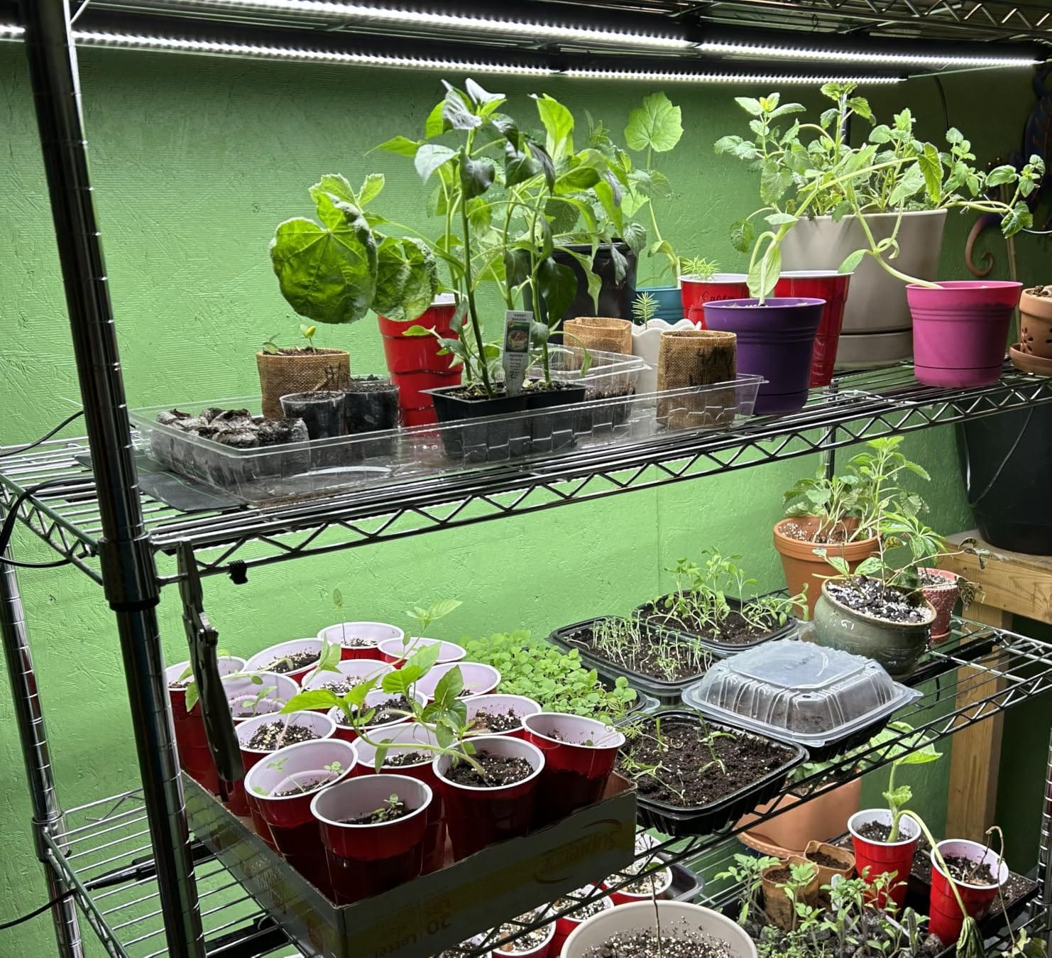 VIVOSUN T5 Grow Lights for Indoor Plants, 5000K Full Spectrum, 2FT customer photo 2