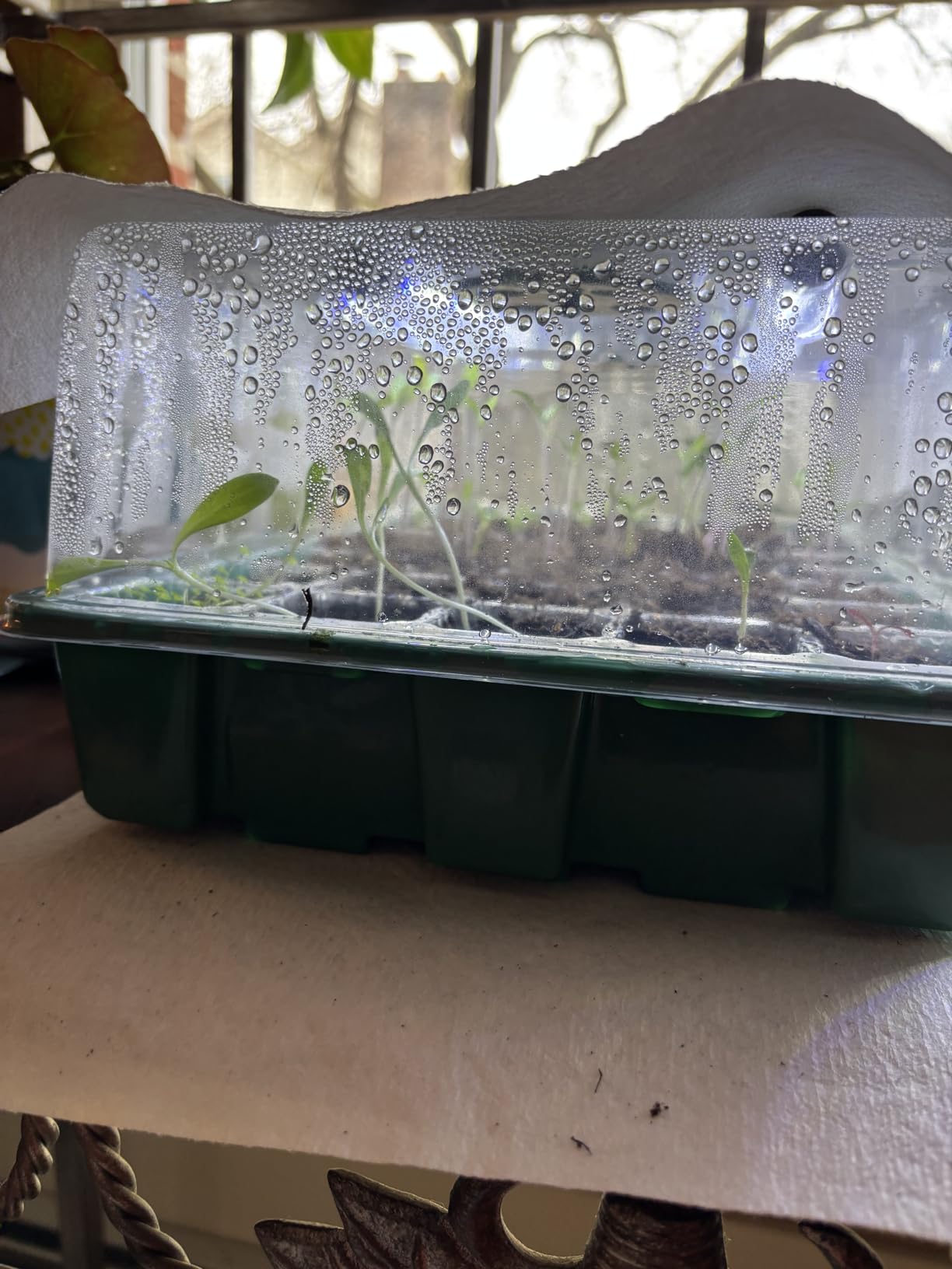 Sondiko Seed Starter Tray with Grow Light, Heated Seed Starter Kit customer photo 2
